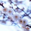 太宰府天満宮９