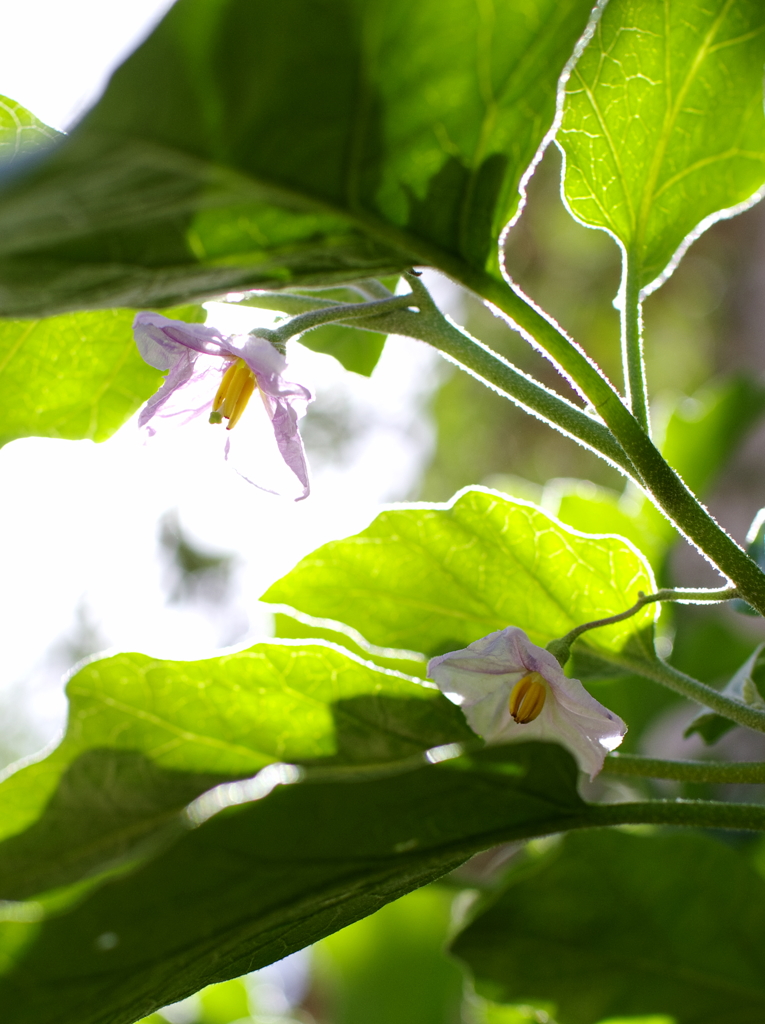 ナスの花