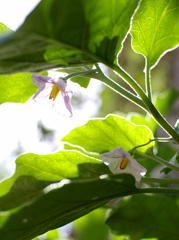 ナスの花