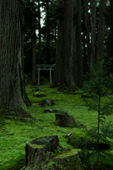 苔生す神社