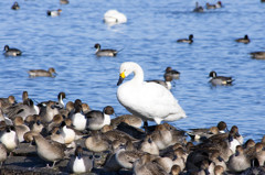 白鳥の先生