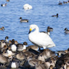 白鳥の先生