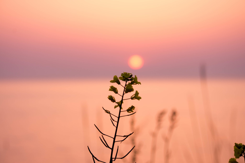 夕日