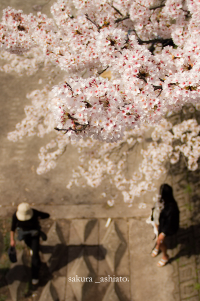 見下ろす桜。