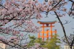 miyajima spring days.