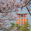 miyajima spring days.