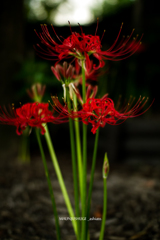 曼珠沙華。