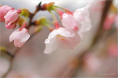 sakura drops.