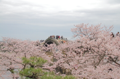 桜に浮く。