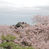 桜に浮く。