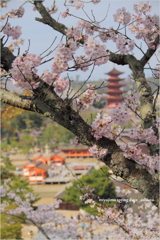 miyajima spring days.