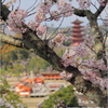 miyajima spring days.