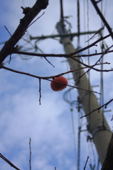 対比