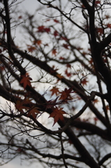 小紅葉
