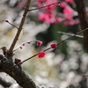 梅木の生命