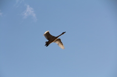 白鳥飛来