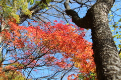 紅葉と樹木