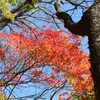 紅葉と樹木