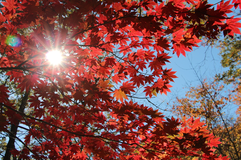 日差しと紅葉と青空