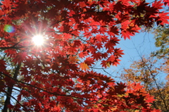 日差しと紅葉と青空