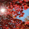 日差しと紅葉と青空