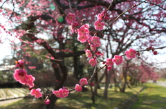 梅開花