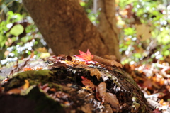 日差しの中の紅葉