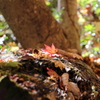 日差しの中の紅葉