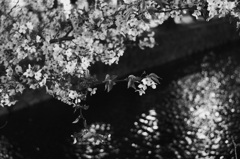 花に惑う