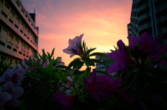 花影