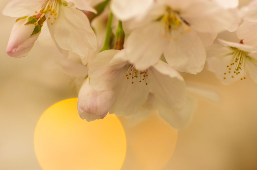 朧