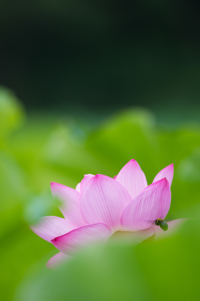 惹かれ合う