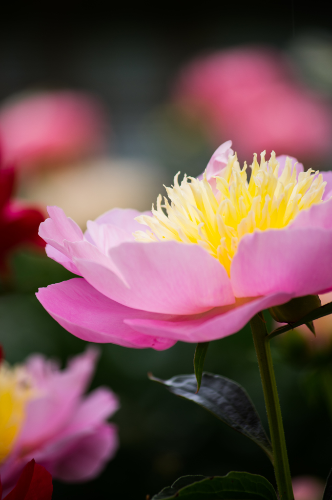花の命
