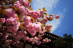 歓楽街の八重桜