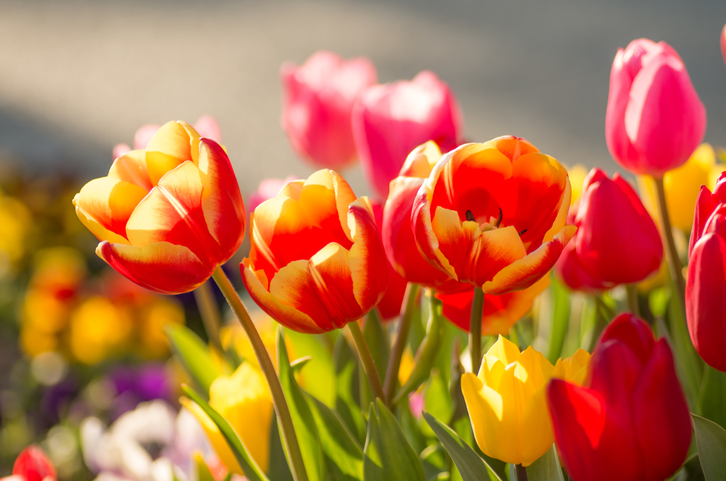 Flower POWER