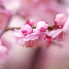 Pink LOVE