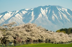 岩手山と桜