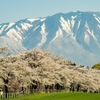 岩手山と桜