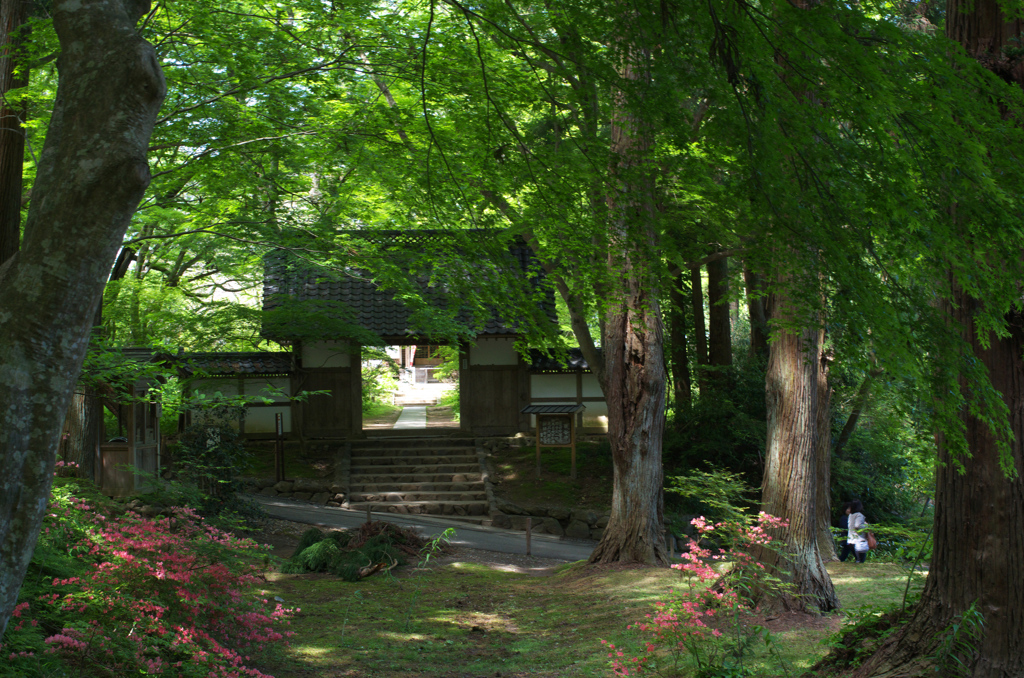 新緑の中尊寺