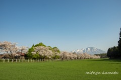 岩手山と桜