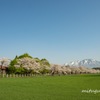 岩手山と桜