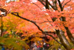 『秋』常寂光寺