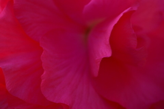  It is always in bloom 3