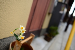 この花、軒先で佇む。