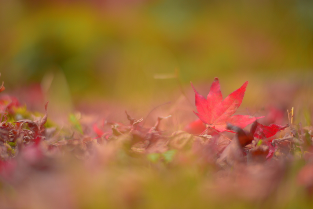 散り紅葉2