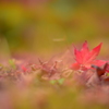散り紅葉2