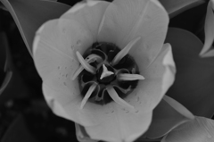 monochrome tulip
