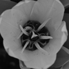 monochrome tulip