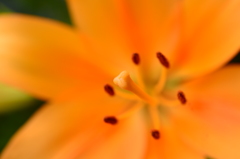 華麗