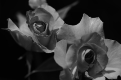 薔薇